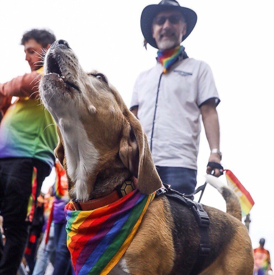 hond met regenboogshawl