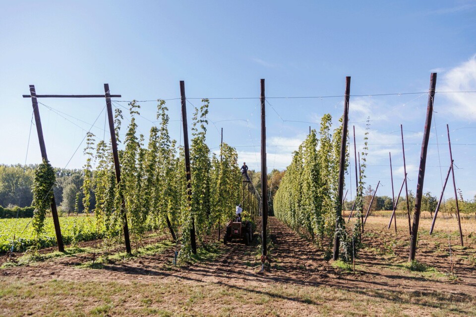 Hopscheuten in het Belgische landschap.