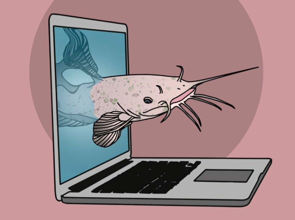 Illustratie: Hanna Whittle Catfish