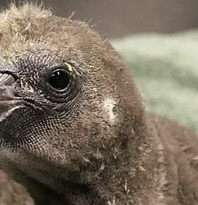 Twee mannetjespinguïns voeden samen kuikentje op