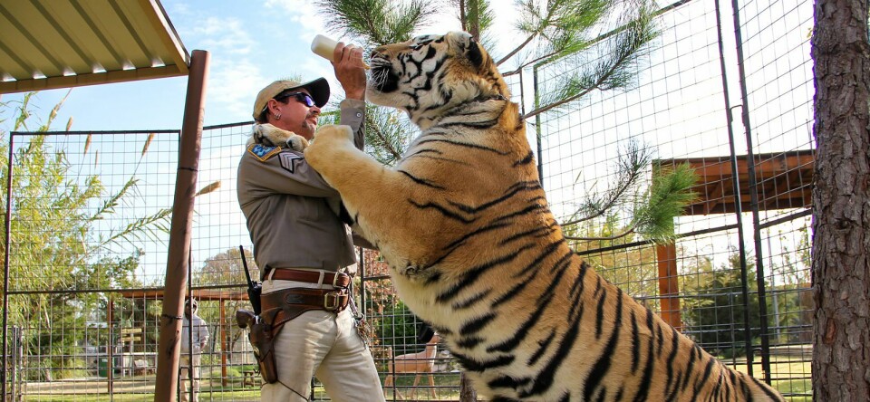 Binnenkort op Netflix: seizoen 2 van Tiger King