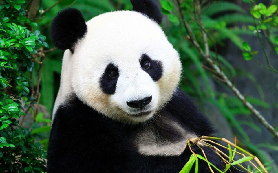 Ouwehands Dierenpark Ouwehands Dierenpark