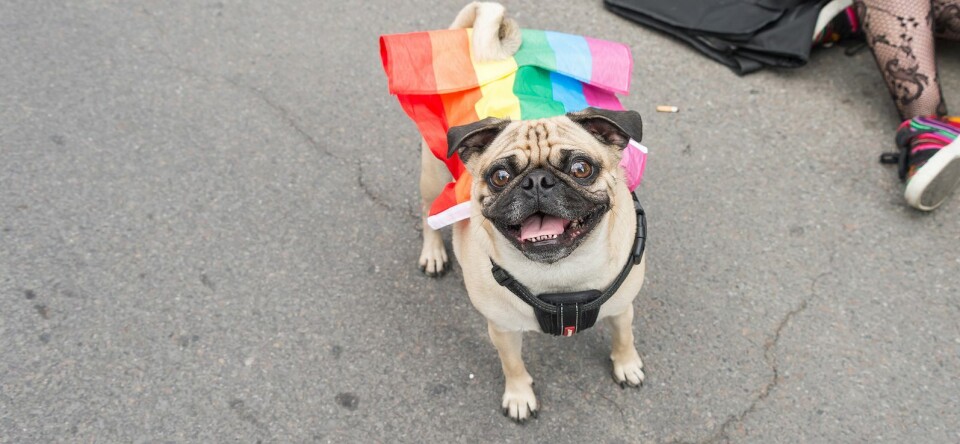 Foto’s: ook honden vieren pride