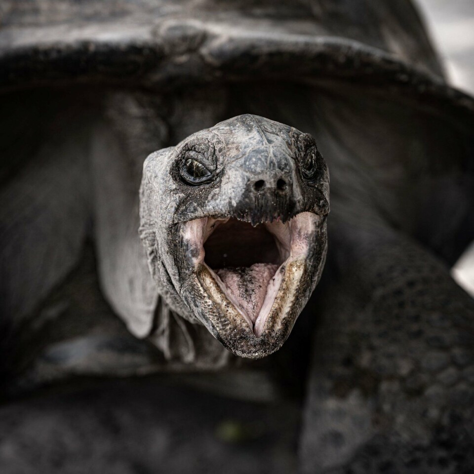 Menig familie heeft als huisdier een landschildpad in de achtertuin. Schildpad Seychellen