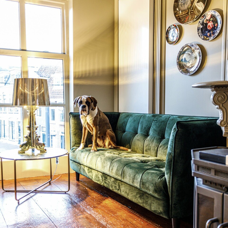 Hond Rikst poseert professioneel voor onze camera.