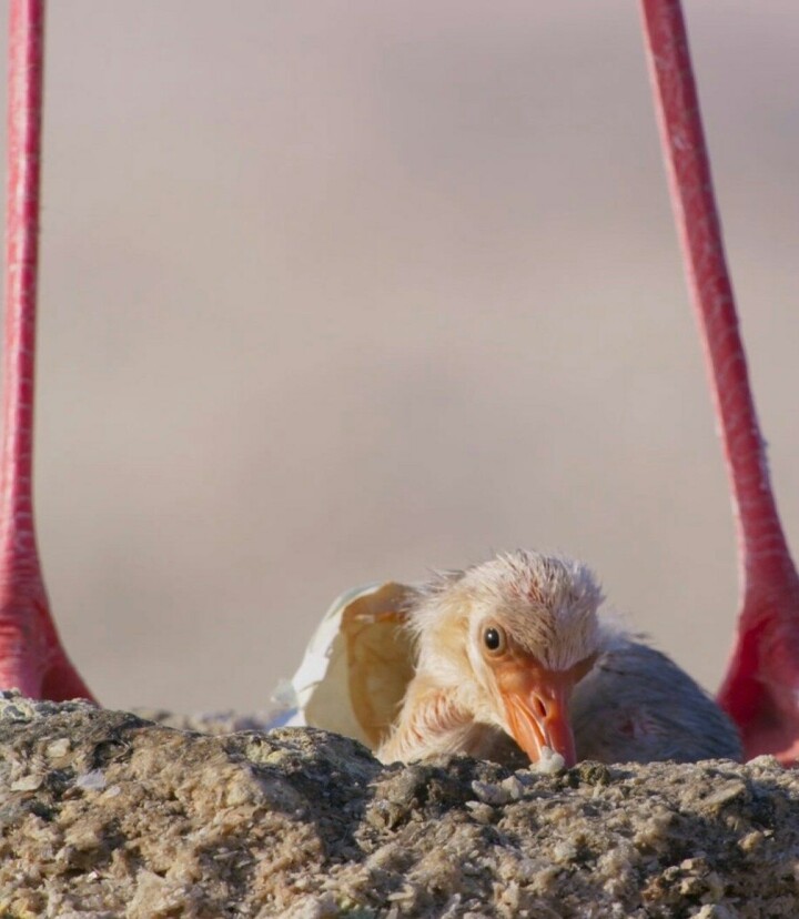 Twee mannetjesflamingo’s broeden samen ei uit dat door ander koppel was achtergelaten Flamingokuiken