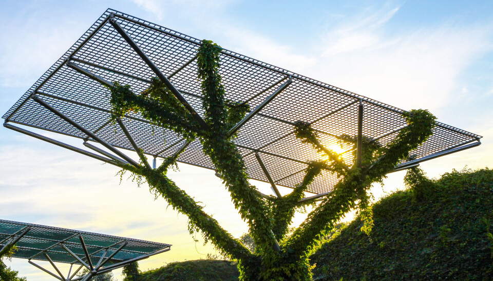 Rooftop-tuin van de universiteit.