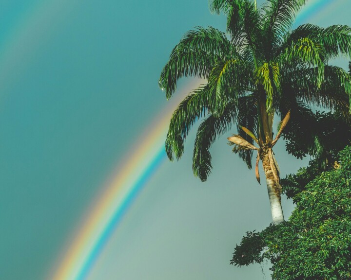 Saint Lucia legaliseert homoseksualiteit: “Stap in de richting van gerechtigheid” Palmboom met regenboog