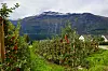 Summer,Apple,Orchard,Overlooking,Fjord,And,Mountains,In,Lofthus,,Hardanger,