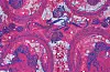 symbols of utopiasirenspink_Details_34