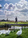 Twee witte zwanen aan een vaart in een groen polderlandschap, met een persoon op de achtergrond.